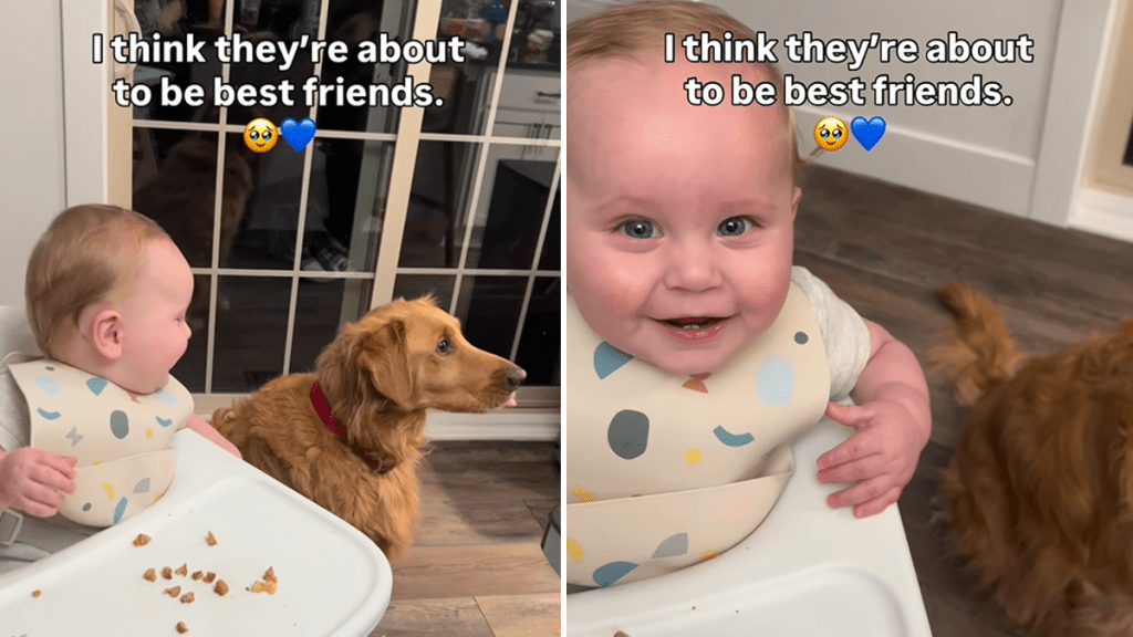 dog baby video