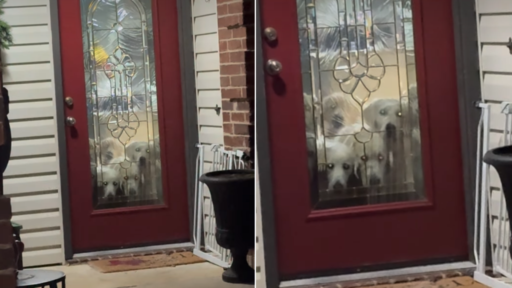 golden retrievers video