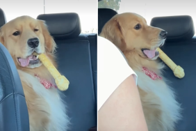 golden retriever bone video