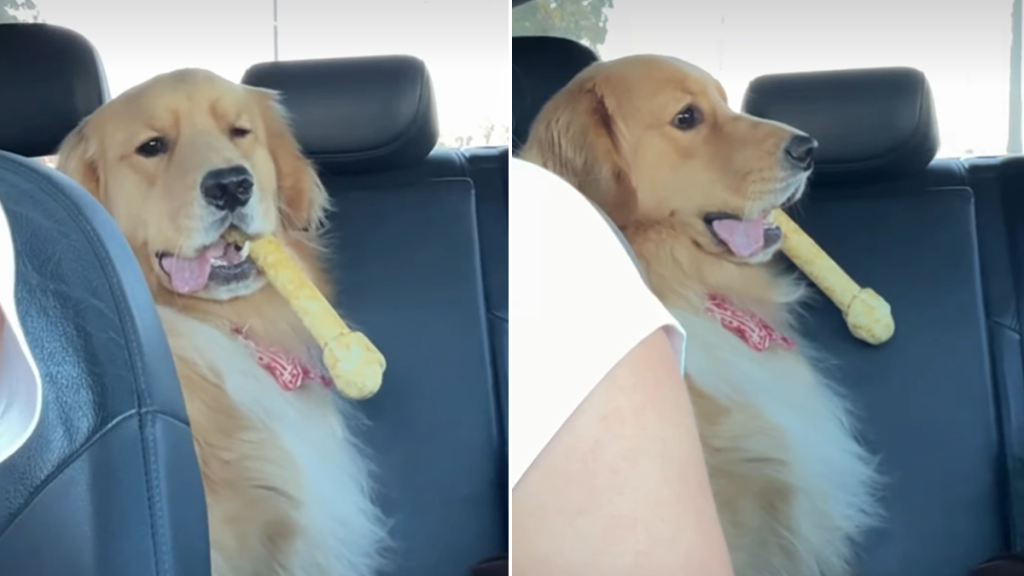 golden retriever bone video