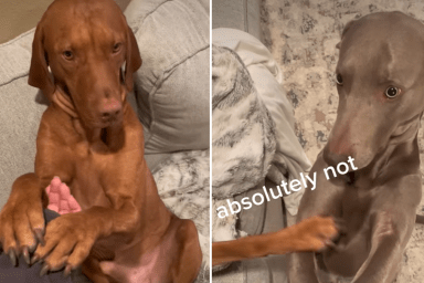 vizsla dog video