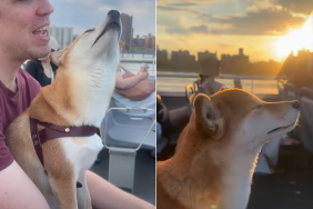 dog nyc ferry video