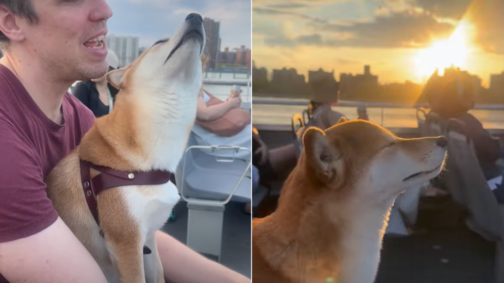 dog nyc ferry video