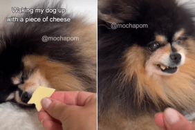 dog cheese video
