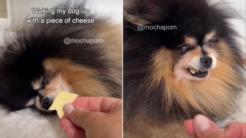 dog cheese video