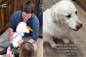 golden retriever video