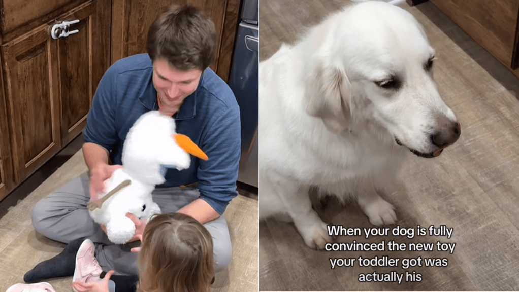 golden retriever video