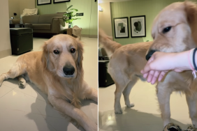 golden retriever video