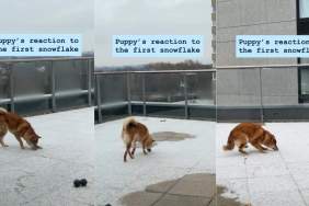 Dog Gets Zoomies After Inspecting First Snow, in Cute Video