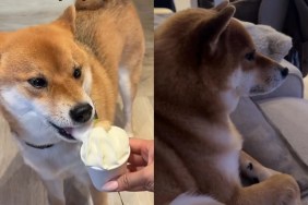 Video Shows Everything This Dog Did While Living With His Aunt