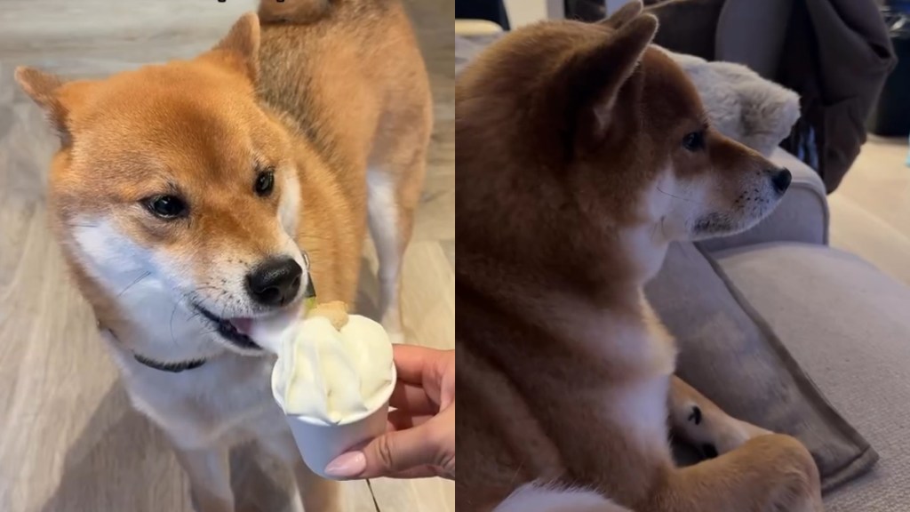 Video Shows Everything This Dog Did While Living With His Aunt