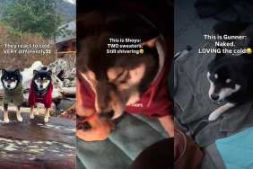 Video: 2 Dogs, 2 Different Reactions to Cold on Camping Trip