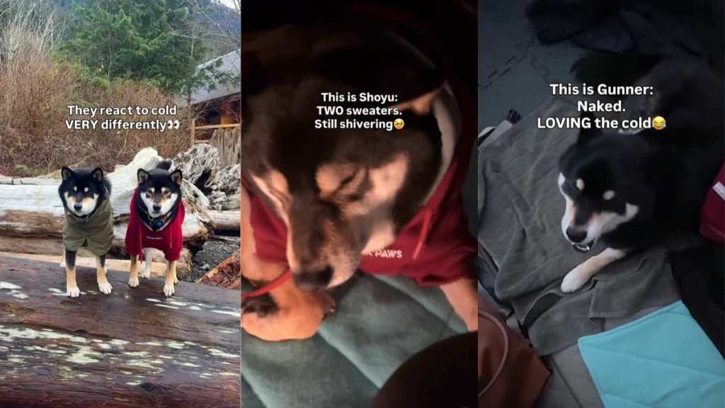 Video: 2 Dogs, 2 Different Reactions to Cold on Camping Trip