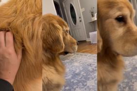 Golden Retriever Falls Asleep Sitting Upright as Mom Massages His Back