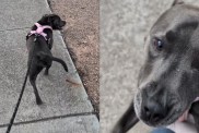 Video: Dog Searches for Lady Who Once Gave Her Lots of Pats