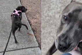 Video: Dog Searches for Lady Who Once Gave Her Lots of Pats