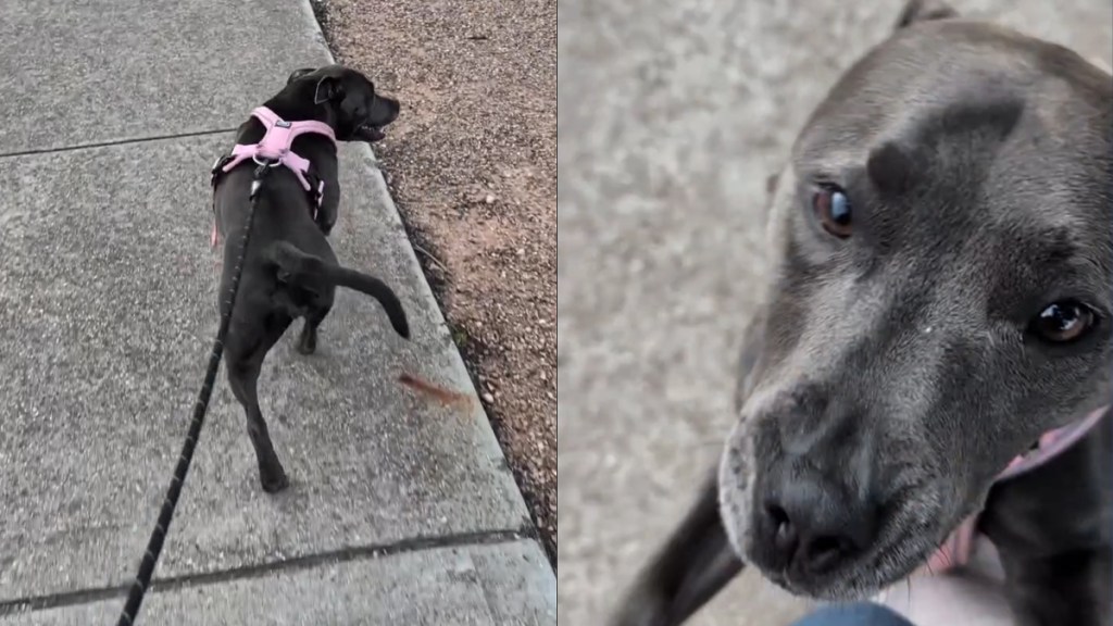 Video: Dog Searches for Lady Who Once Gave Her Lots of Pats