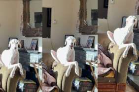 Video: Dog Sunbathing While ‘Perched’ on a Sofa Will Brighten Your Day