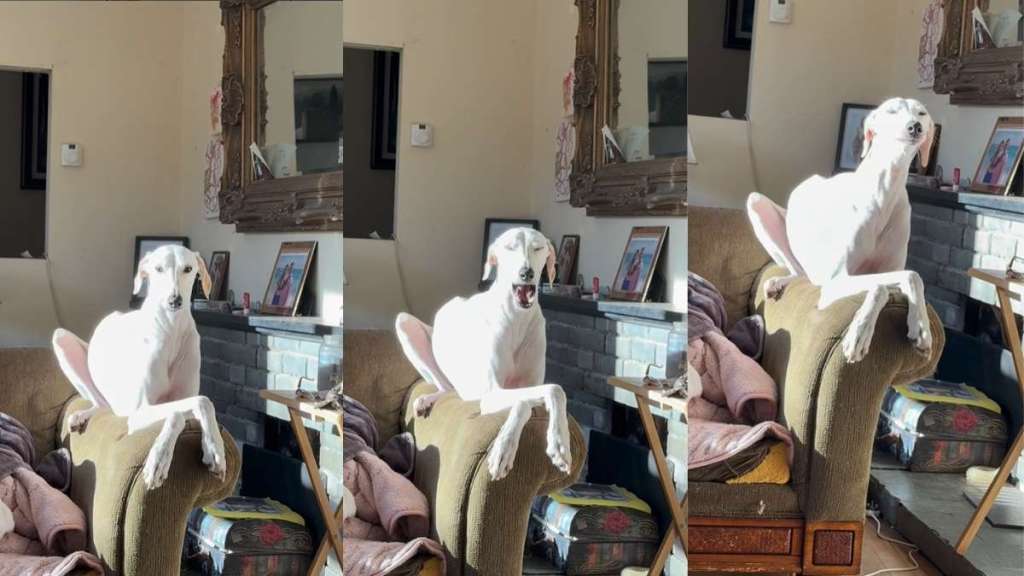 Video: Dog Sunbathing While ‘Perched’ on a Sofa Will Brighten Your Day