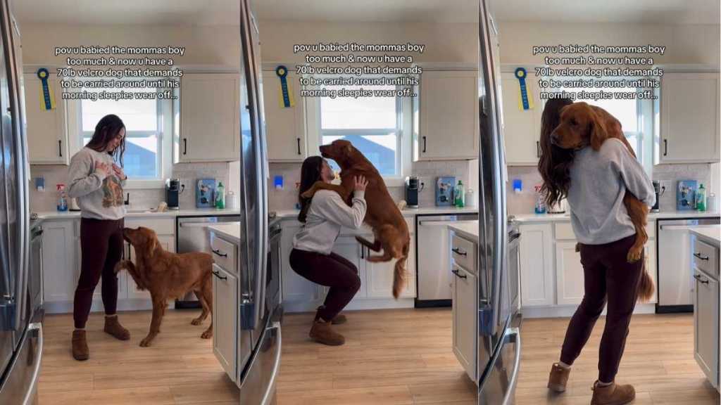 Video: Sleepy ‘Velcro Dog’ Demands Uppies From Mom