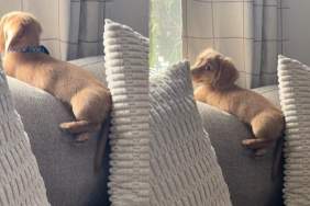 Video: Tiny Dog's Tiny Feet Melt Hearts Online