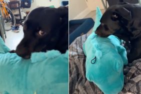 Video Shows Dog Being Gentle & Taking Extra Care of New Dino Toy
