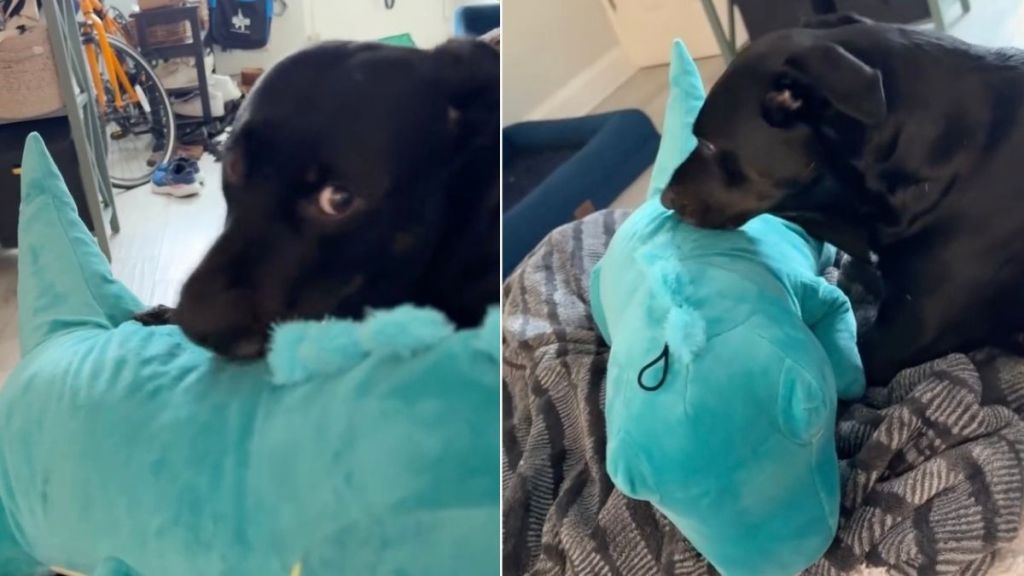 Video Shows Dog Being Gentle & Taking Extra Care of New Dino Toy