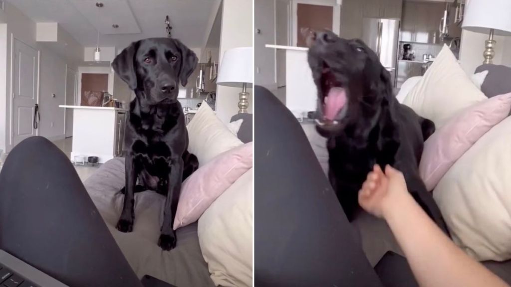 Video Shows What It's Like to Work When You Have a Labrador