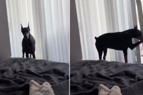'Dramatic' Doberman Does This When Breakfast Is Late