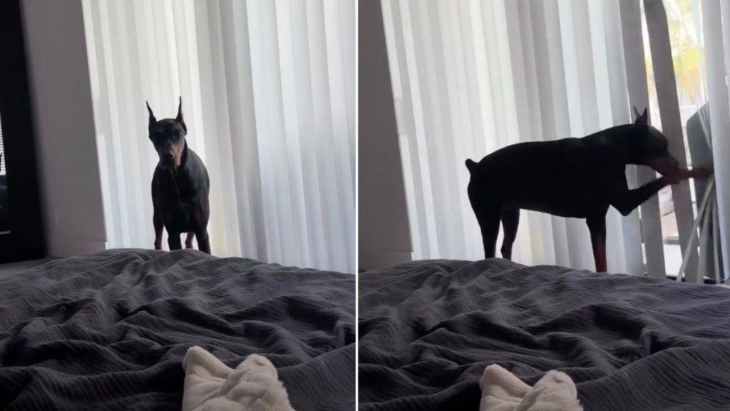 'Dramatic' Doberman Does This When Breakfast Is Late