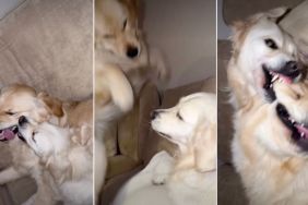 What a 'Chill Night' With Two Golden Retrievers Looks Like
