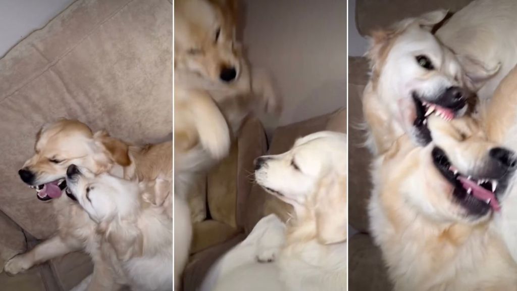 What a 'Chill Night' With Two Golden Retrievers Looks Like