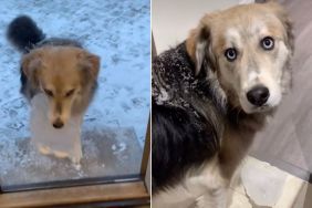 Video: Dog Casually Carries a Chunk of Ice Inside the House