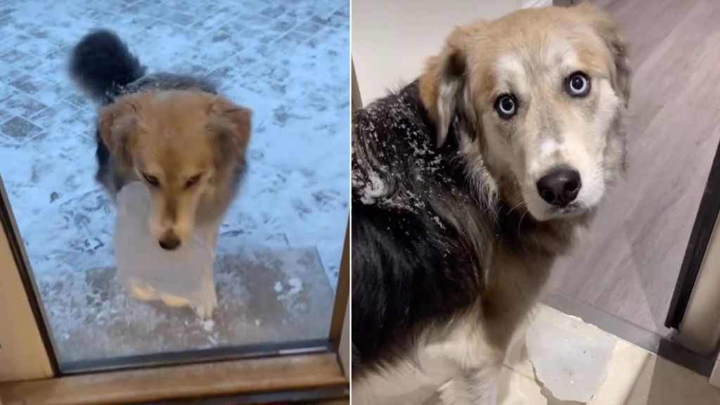 Video: Dog Casually Carries a Chunk of Ice Inside the House