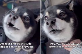 Video: This Dog's Awoo Sounds Like Engine Revving