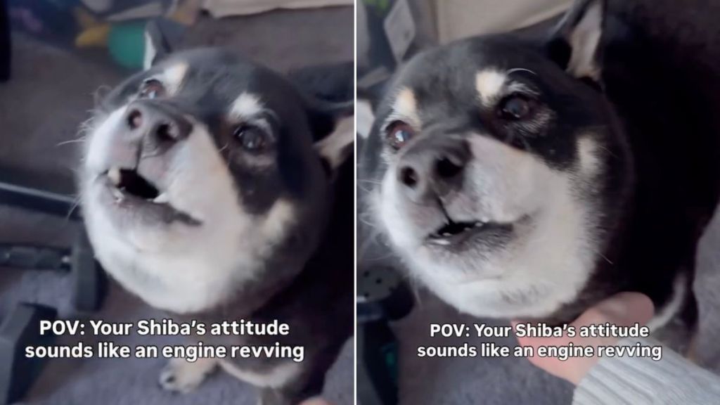 Video: This Dog's Awoo Sounds Like Engine Revving