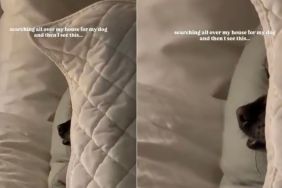 Dog Is Not Very Good at Hiding in Adorable Video