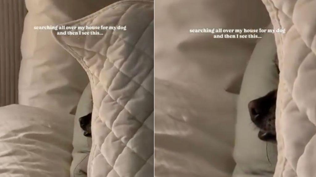 Dog Is Not Very Good at Hiding in Adorable Video