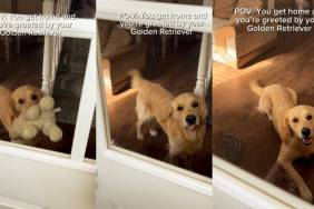 Golden Retriever Greets Owner Like This & It’s Impossible Not To Smile