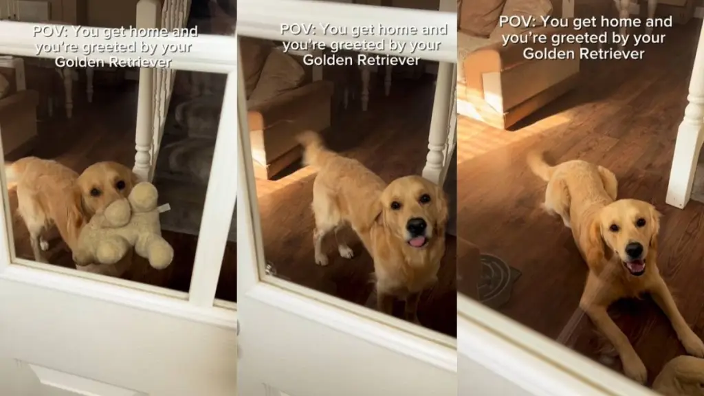 Golden Retriever Greets Owner Like This & It’s Impossible Not To Smile