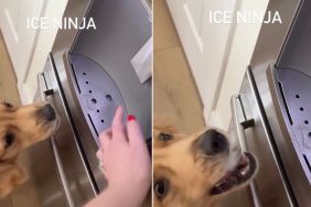 Video: Golden Retriever’s ‘Ice Ninja’ Skills Are Tough To Beat