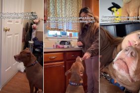 Pit Bull Is Curious About Mom’s Activities All Day