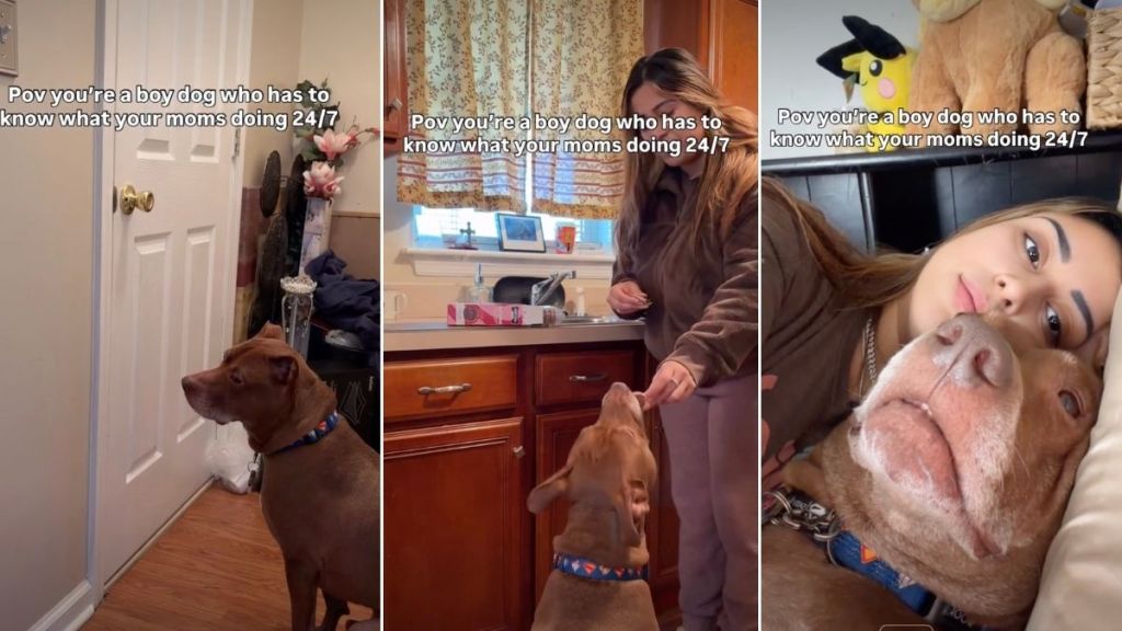 Pit Bull Is Curious About Mom’s Activities All Day