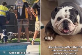 Video: Dog Reacts When the Plumber Friends Arrive Home