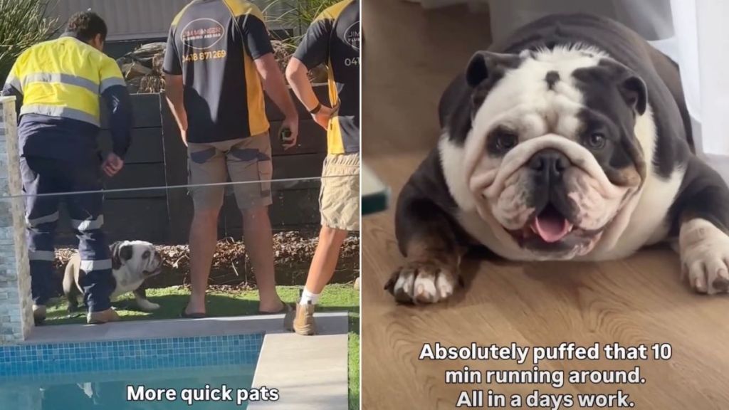 Video: Dog Reacts When the Plumber Friends Arrive Home