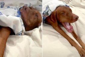 Video Shows the Trick Owner Uses to Get Dog Out of Bed
