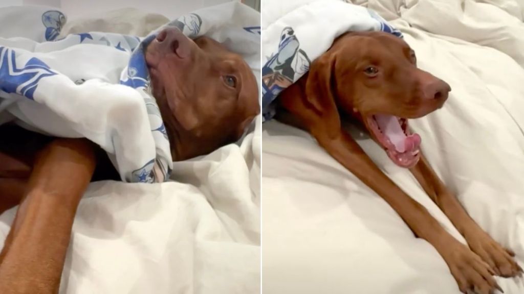 Video Shows the Trick Owner Uses to Get Dog Out of Bed