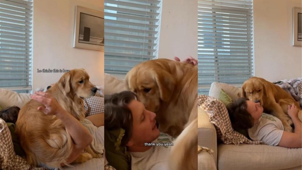 Video: Golden Retriever Proves 'Dog Ownership Is Humbling'