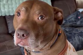 Video Shows Dog Refusing To Take ‘No’ for an Answer From Mom