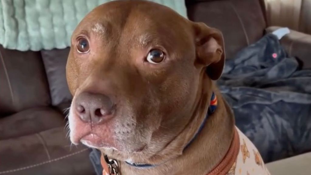 Video Shows Dog Refusing To Take ‘No’ for an Answer From Mom